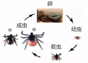 發(fā)育過(guò)程