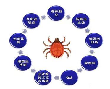 蜱傳疾病