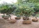 說明: http://p2.so.qhimgs1.com/bdr/_240_/t01d06107ccb8346a22.jpg